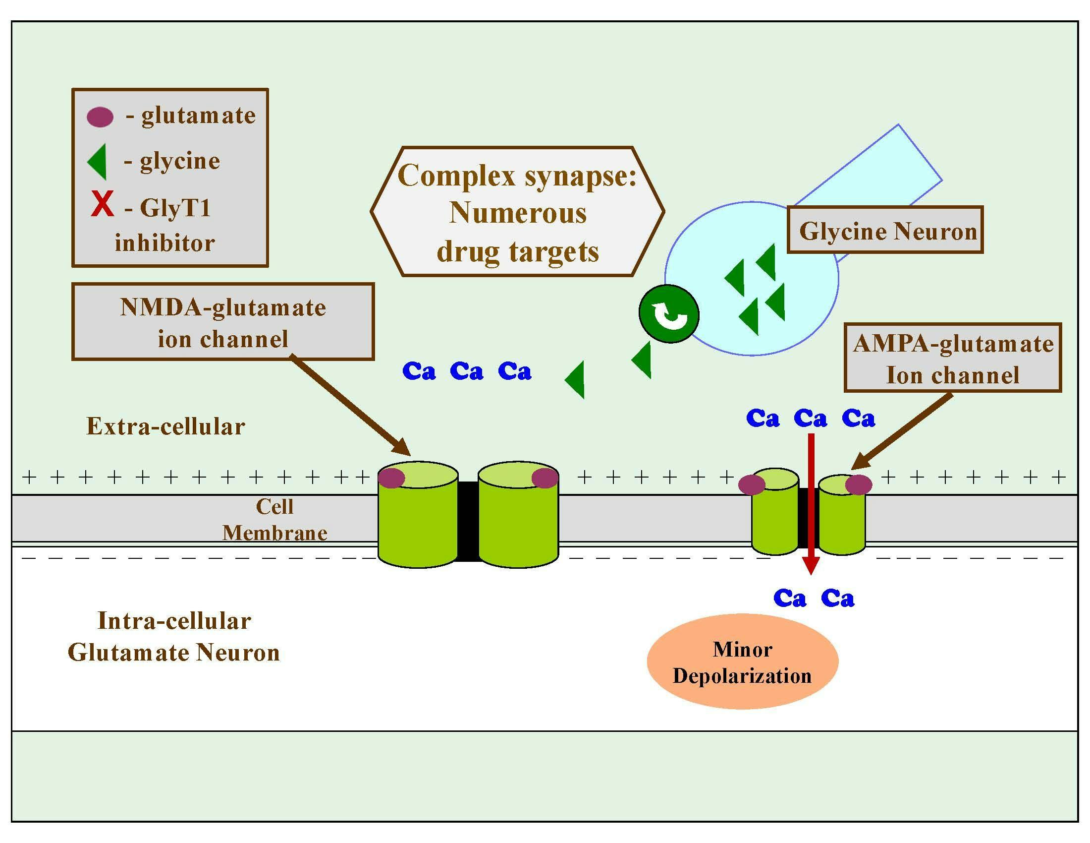 Figure 4. Physiological Process of the NMDA Glutamate Receptor, Part 2