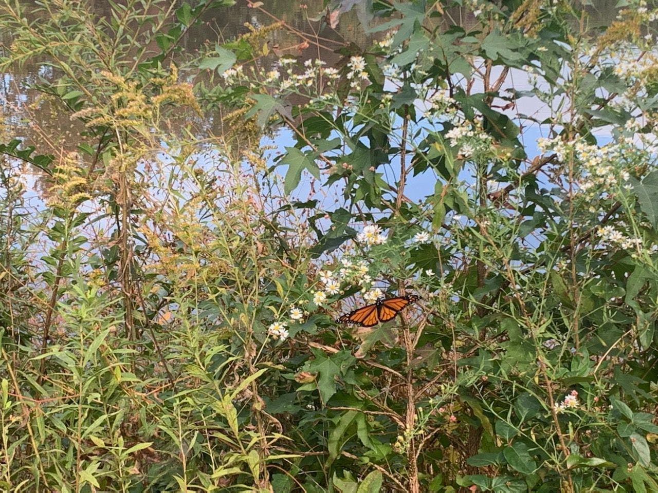 A Monarch Butterfly: Hope, Transformation, and Rebirth 