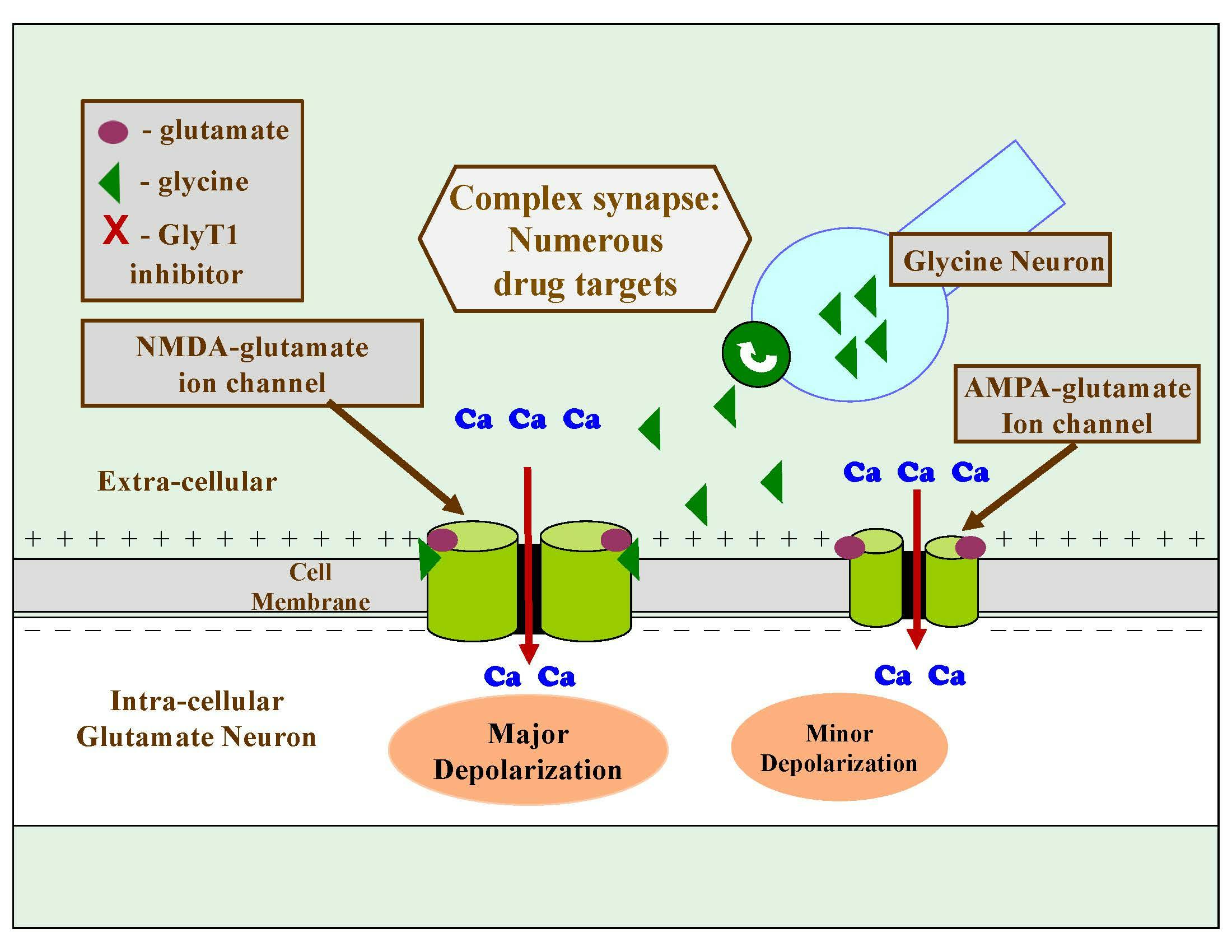 Figure 5. Physiological Process of the NMDA Glutamate Receptor, Part 3