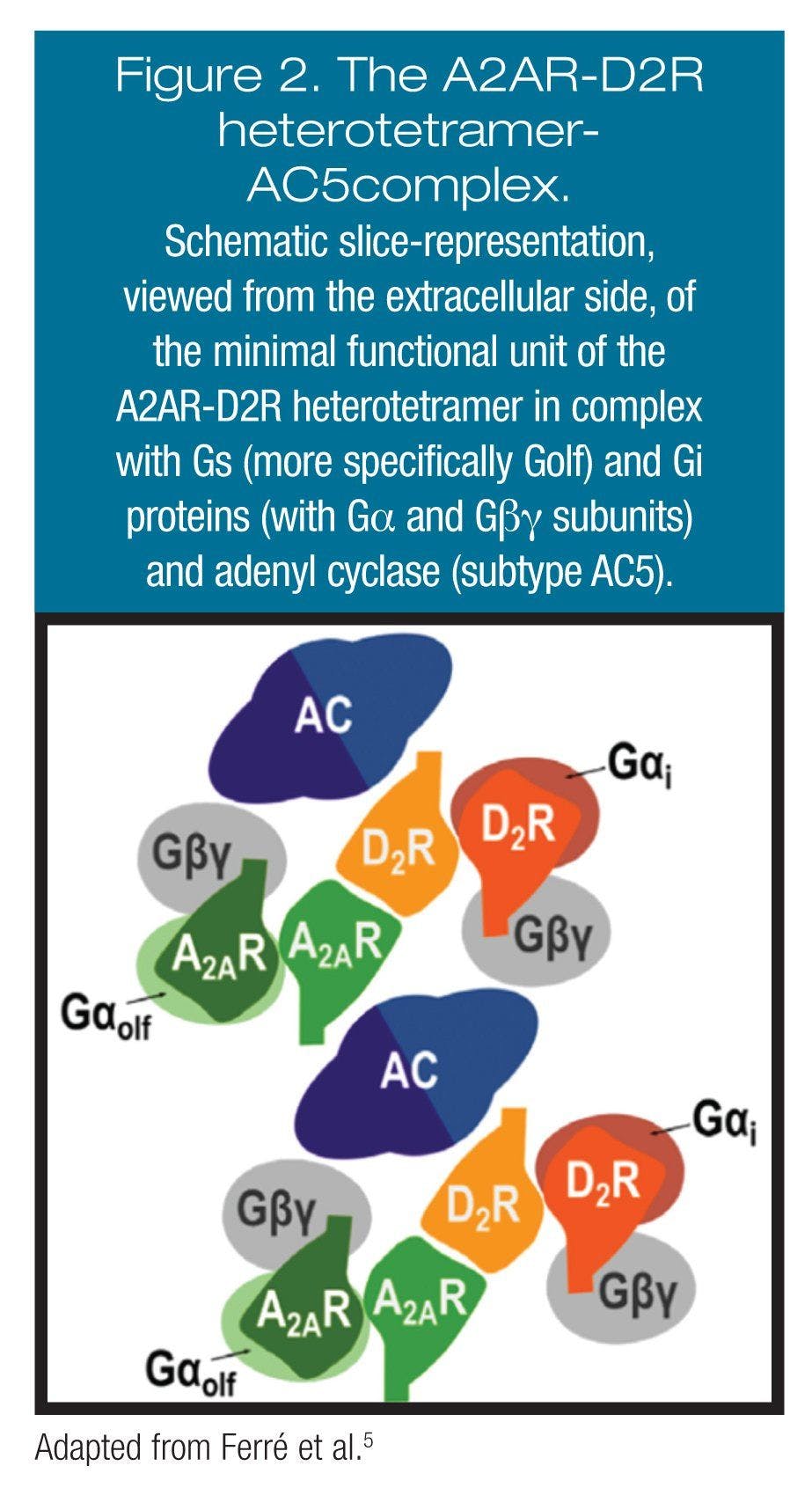 The A2AR-D2R heterotetramer- AC5complex. Adapted from Ferré et al.[5]