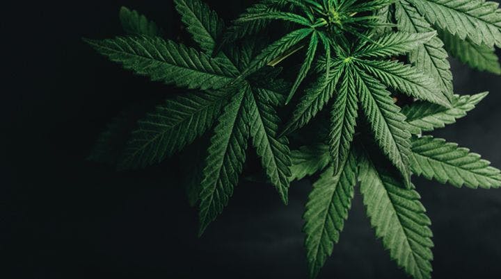 Cannabis in Psychiatry: Prominent Issues and Developments 