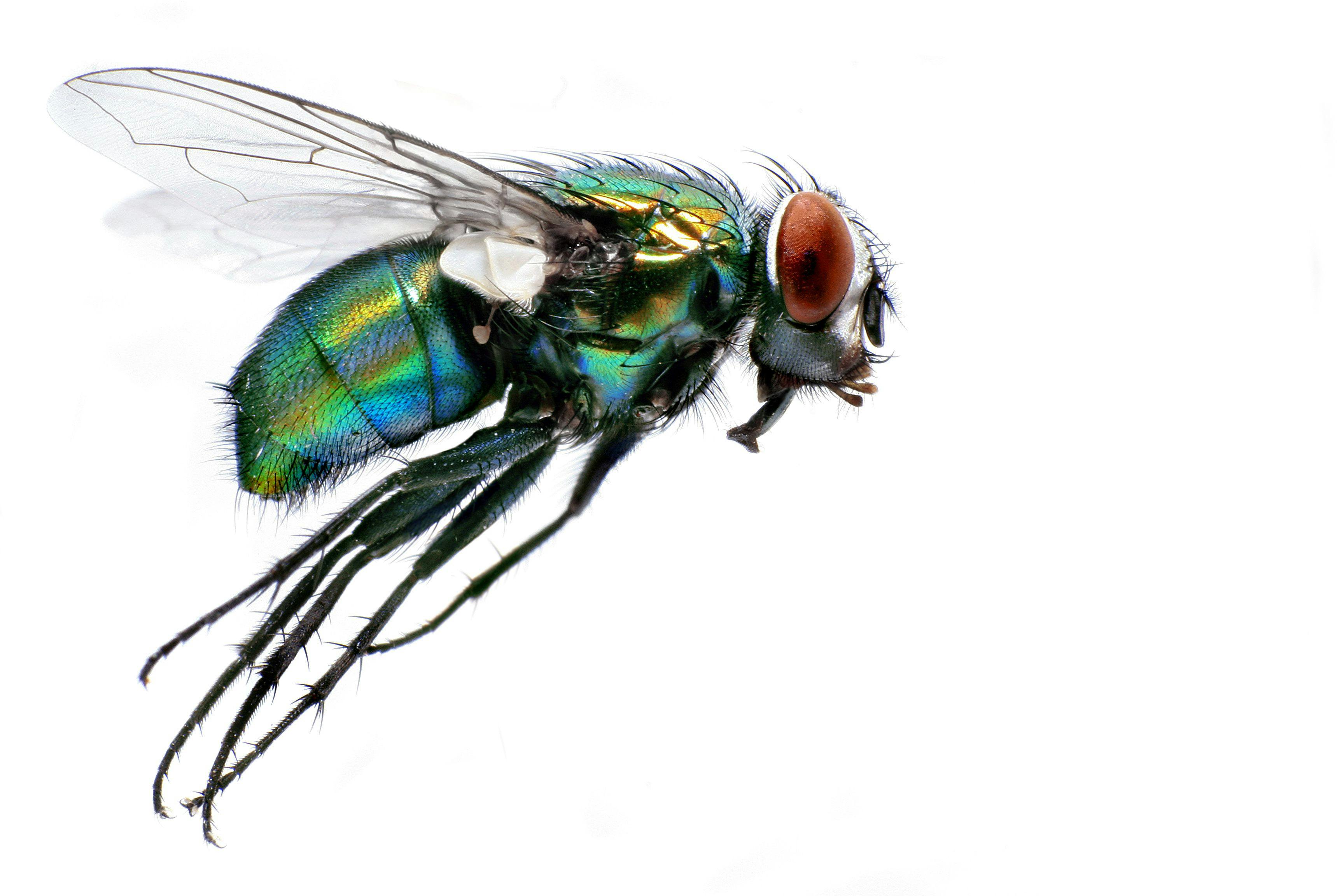 Remembering the Fly That Took the World by Surprise