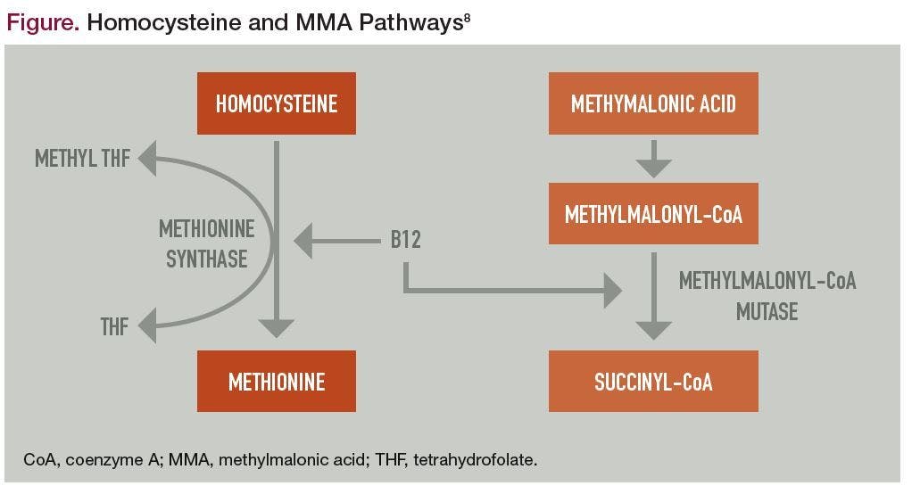 Homocysteine and MMA Pathways