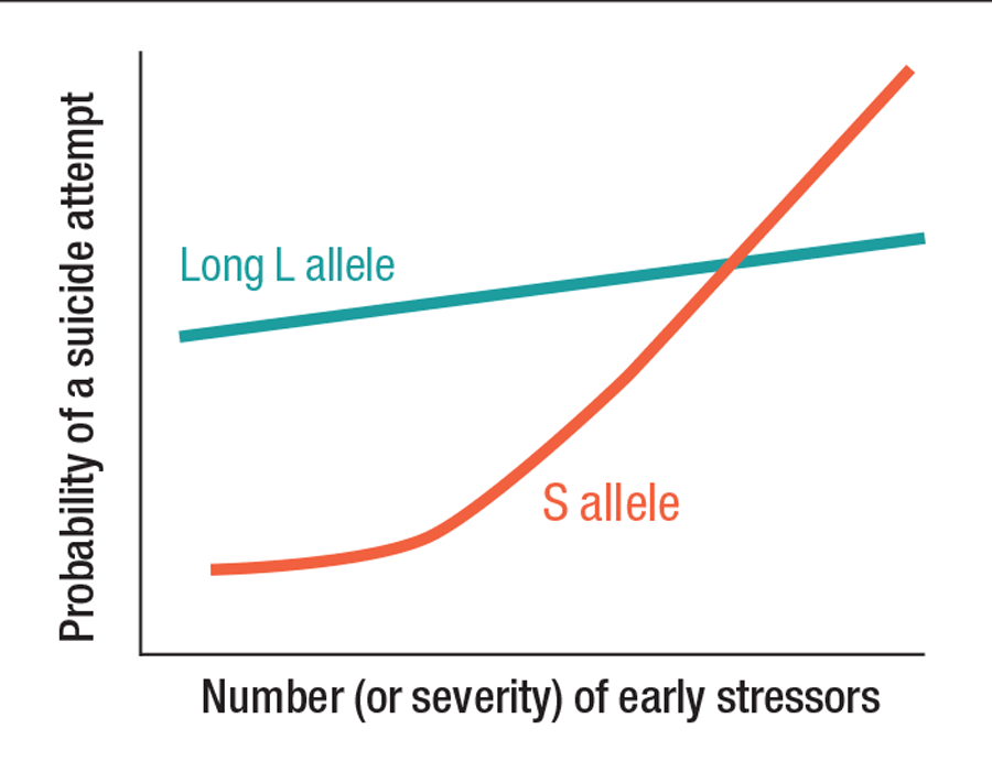 Schematic representation of allele effects on suicide attempts