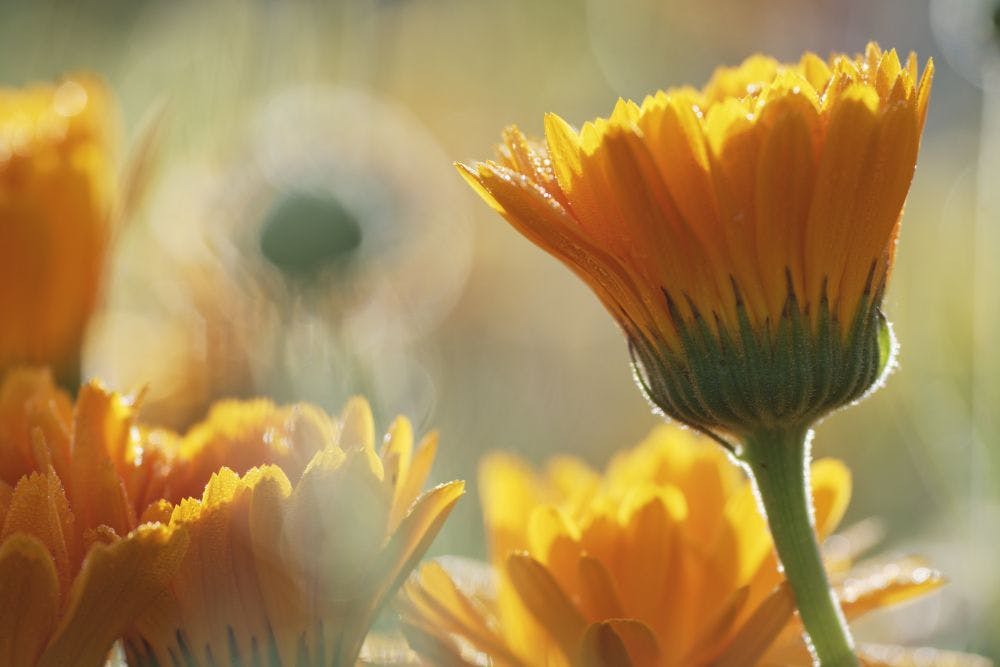 Sunflowers reflections on Ukraine
