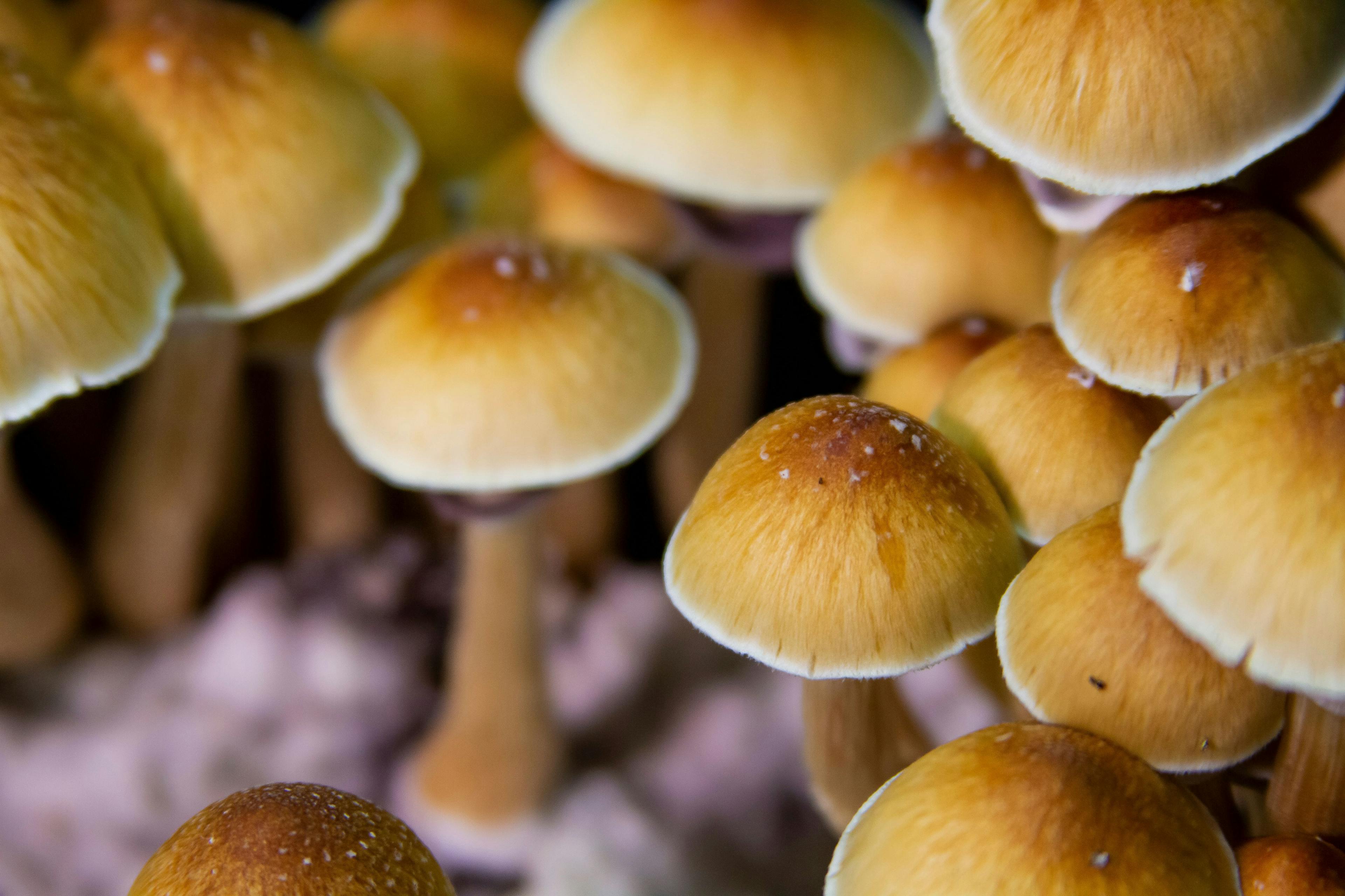 The Recent Resurgence of Psilocybin: Is It Here to Stay?