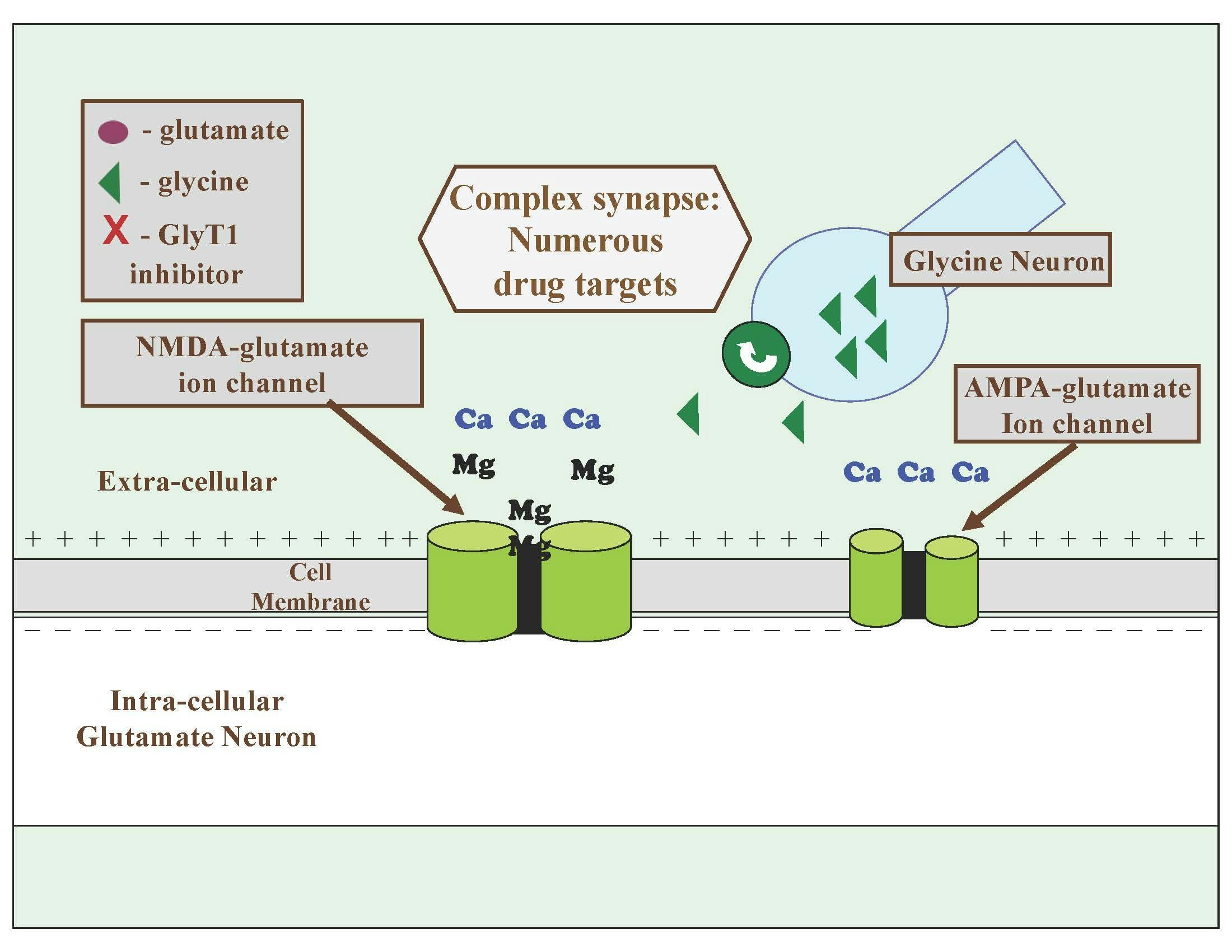 Figure 3. Physiological Process of the NMDA Glutamate Receptor, Part 1