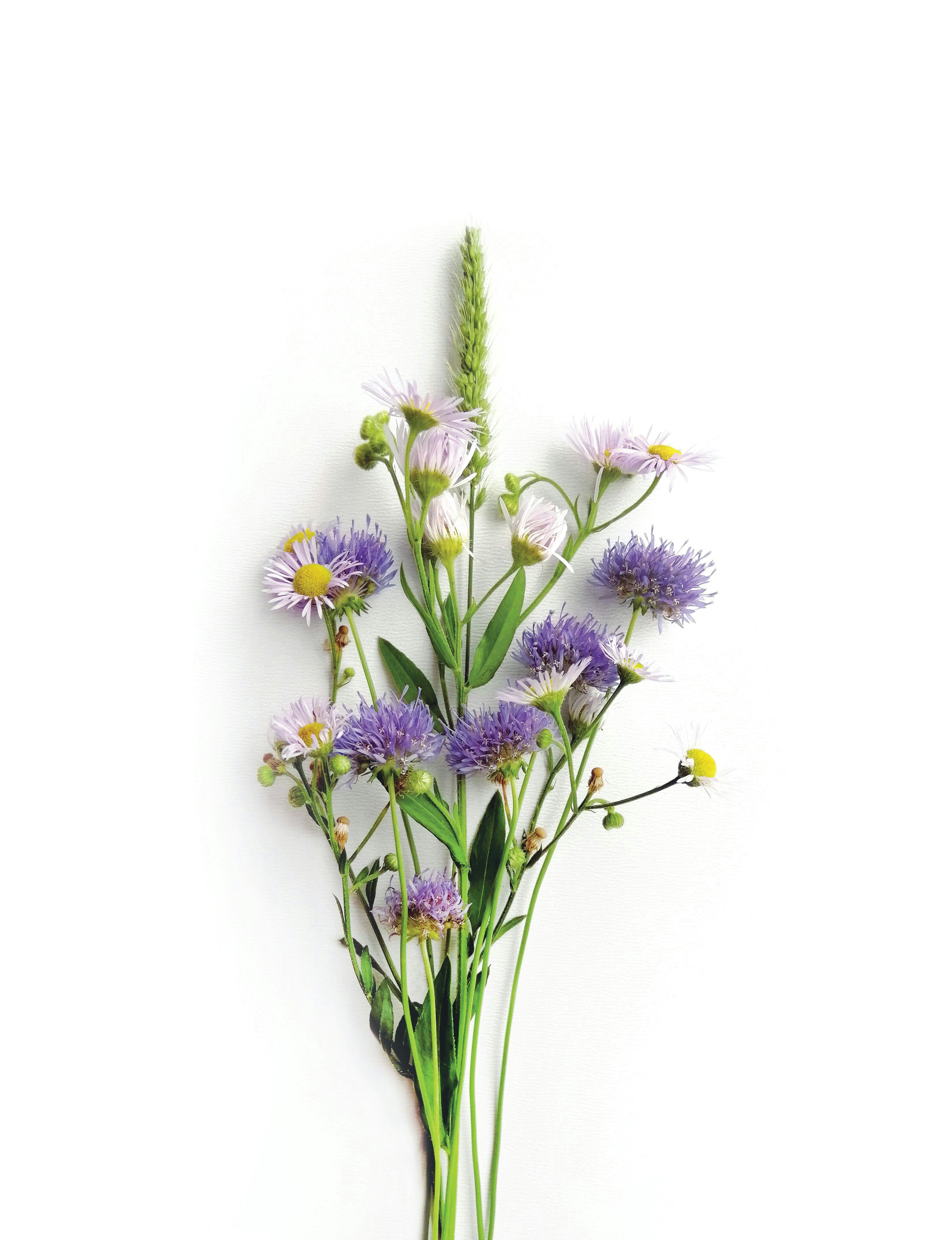 wildflowers_Yatakviju/Adobe Stock