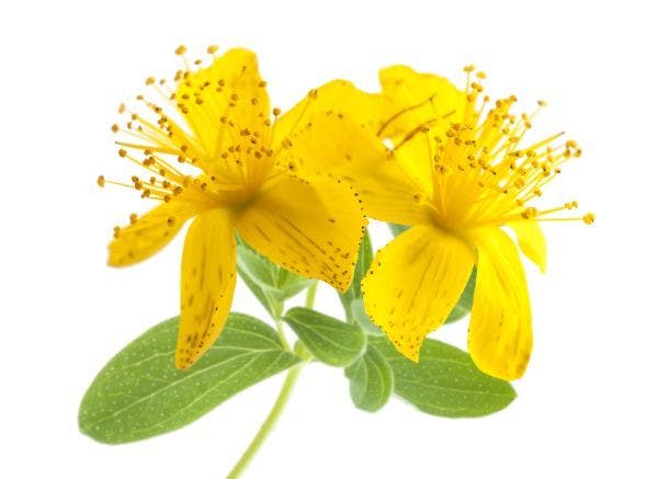 A Cautious Thumbs-Up for St. John’s Wort