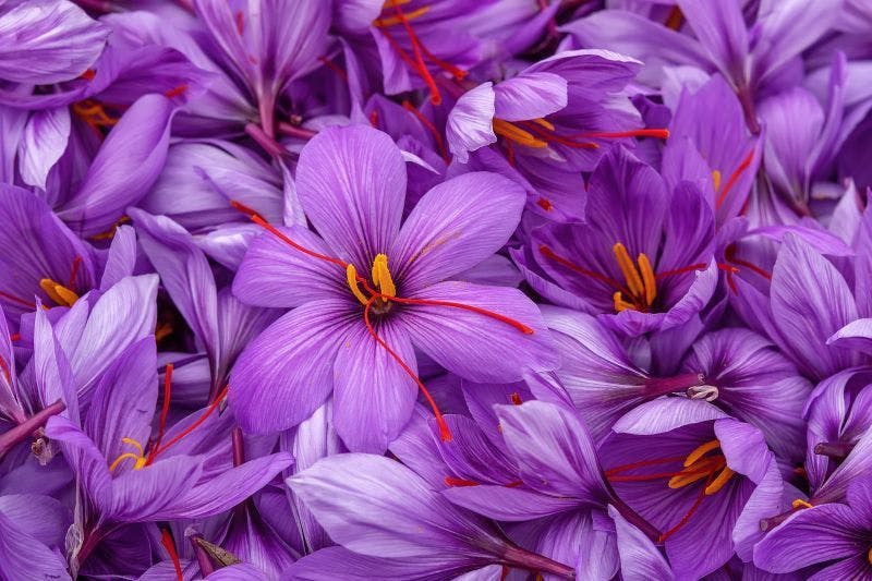 Is There a Role for Saffron Phytotherapy in Treating Depression?