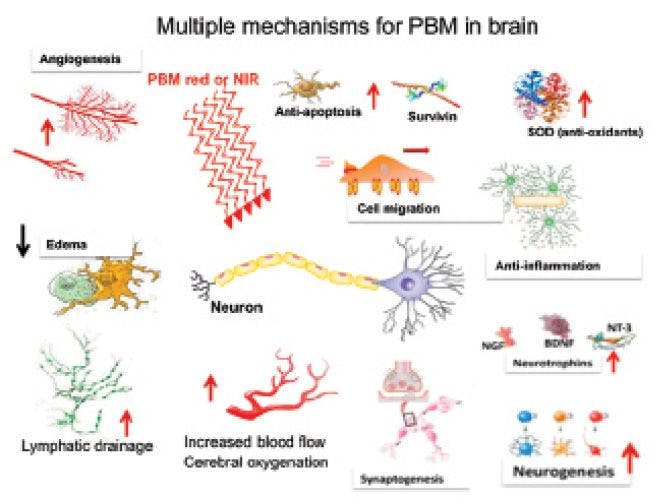 Multiple mechanisms for PBM in brain