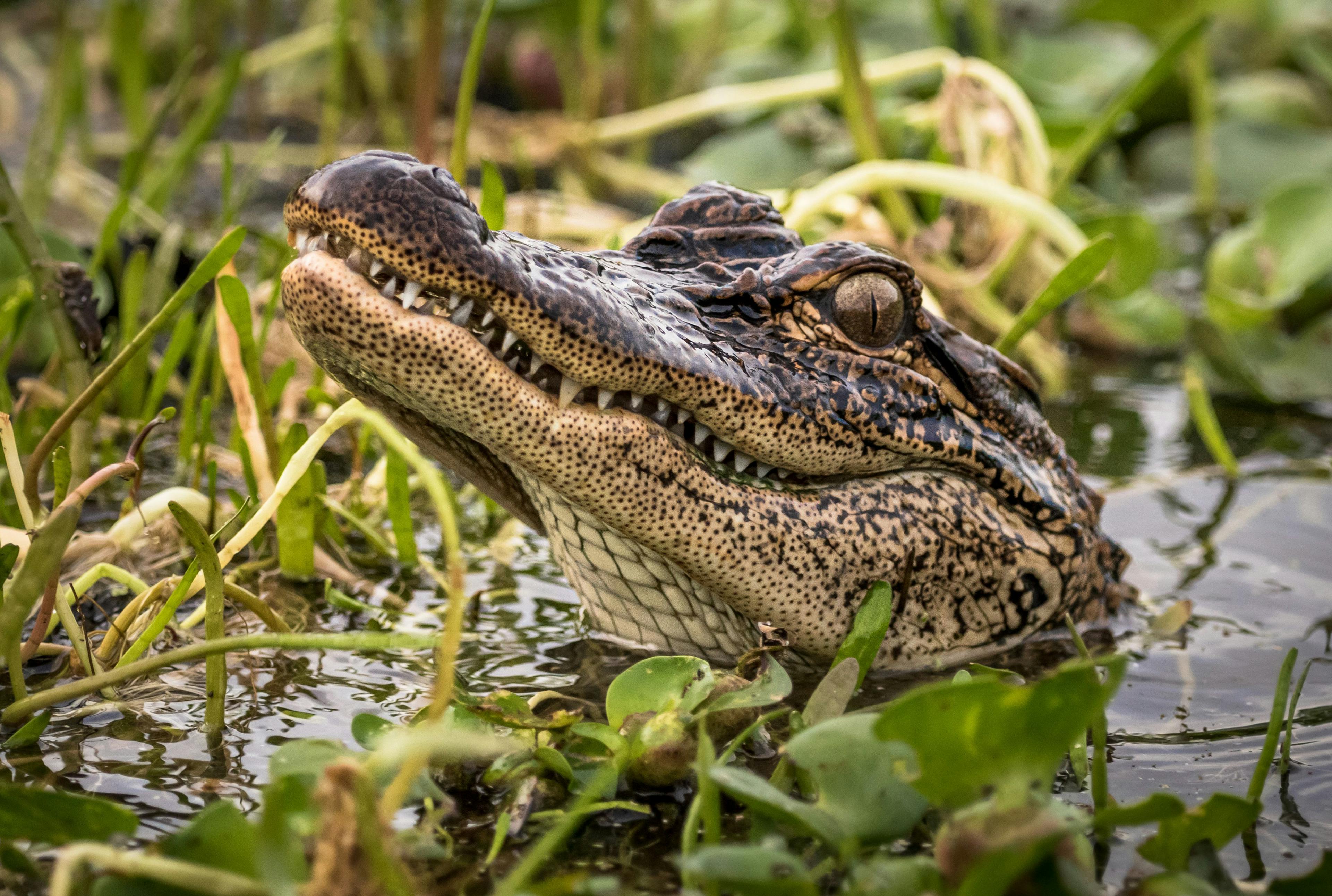 Alligators and Other New Mental Health Care Strategies