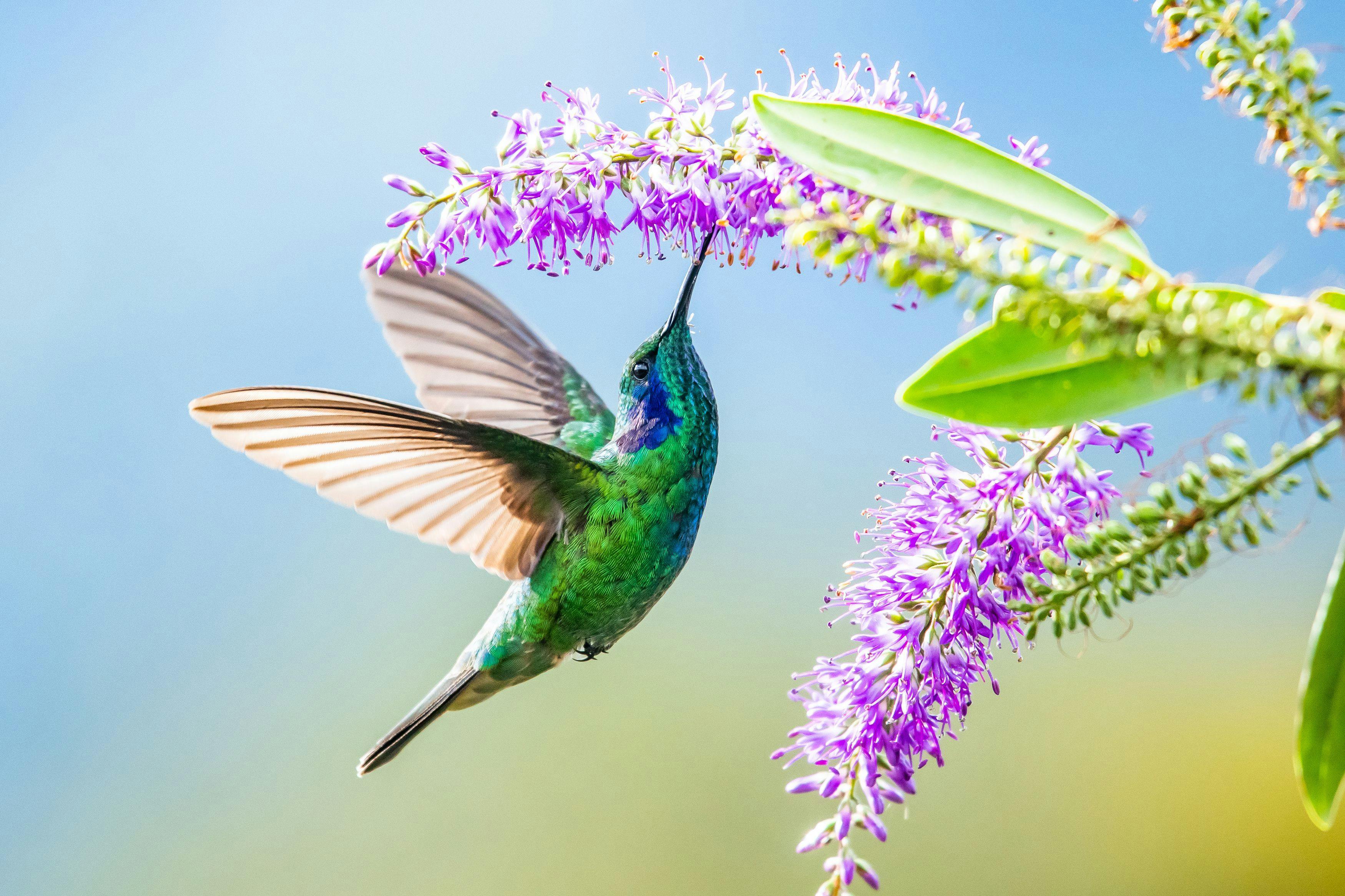 The Hummingbird: A Seduction