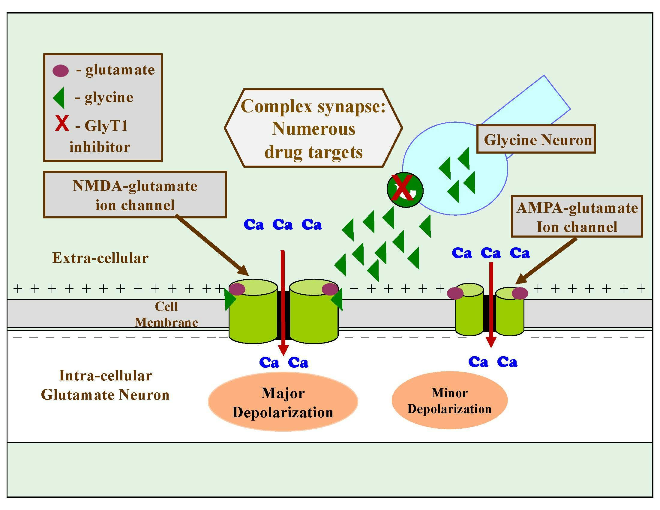 Figure 6. Physiological Process of the NMDA Glutamate Receptor, Part 4