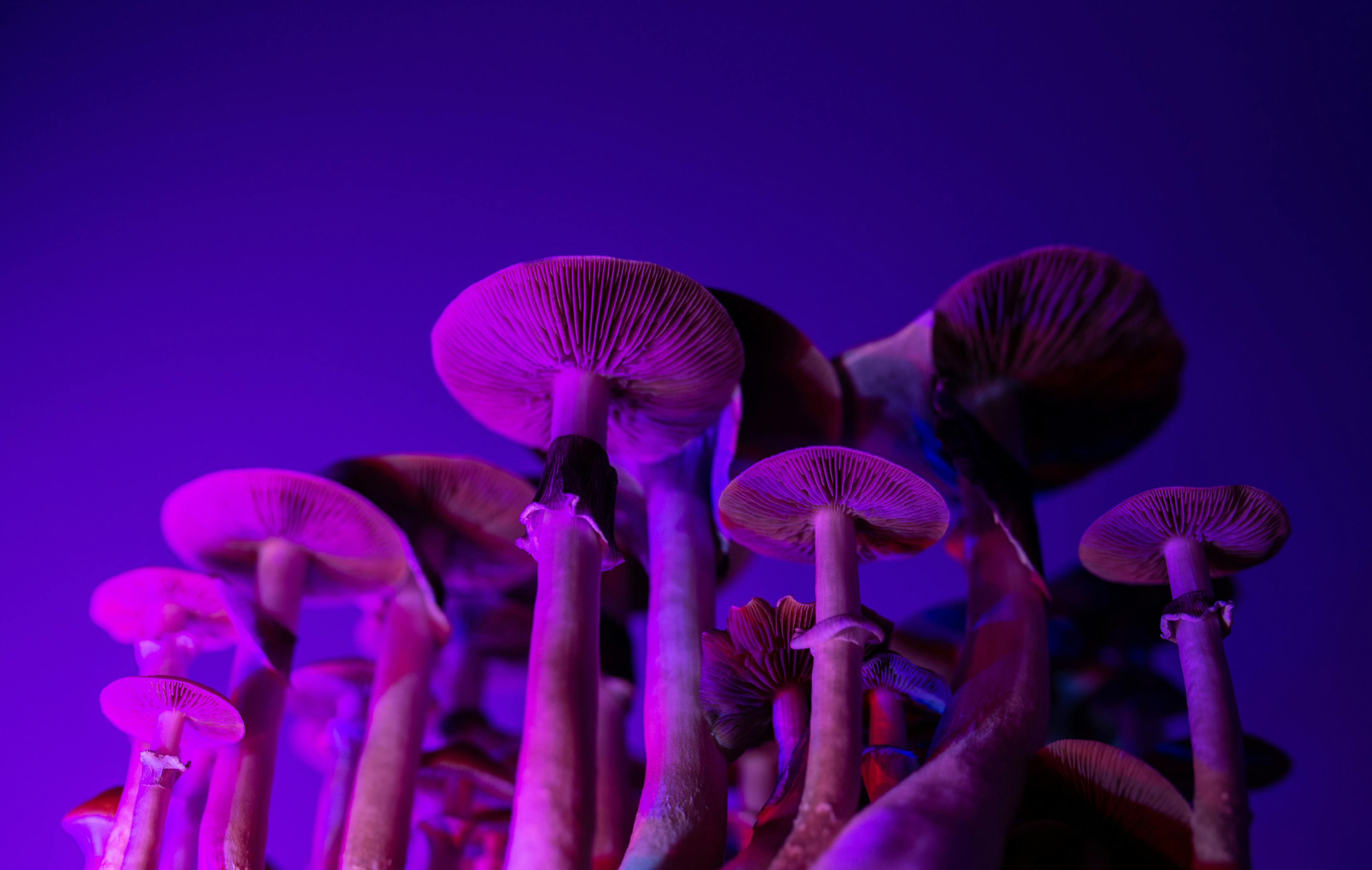 The Role of Psychedelics in Psychiatry: Helpful or Hoax? 