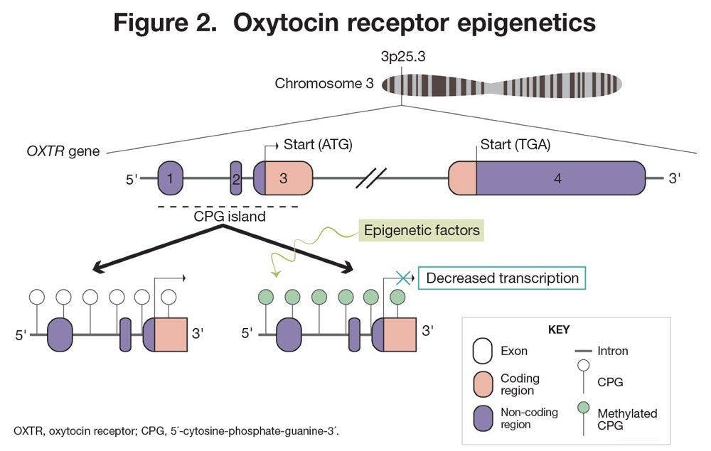 Oxytocin receptor epigenetics