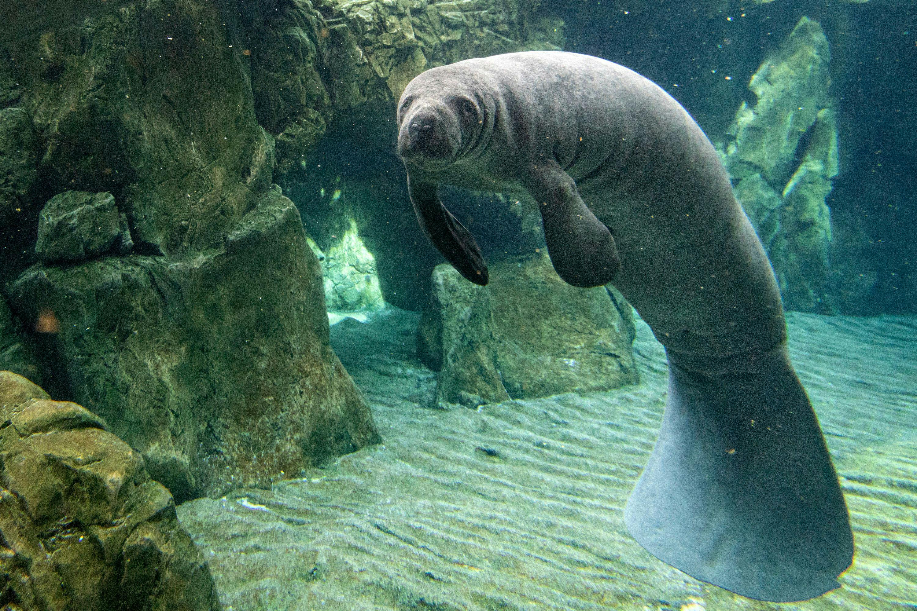 Manatees and Mental Health Months