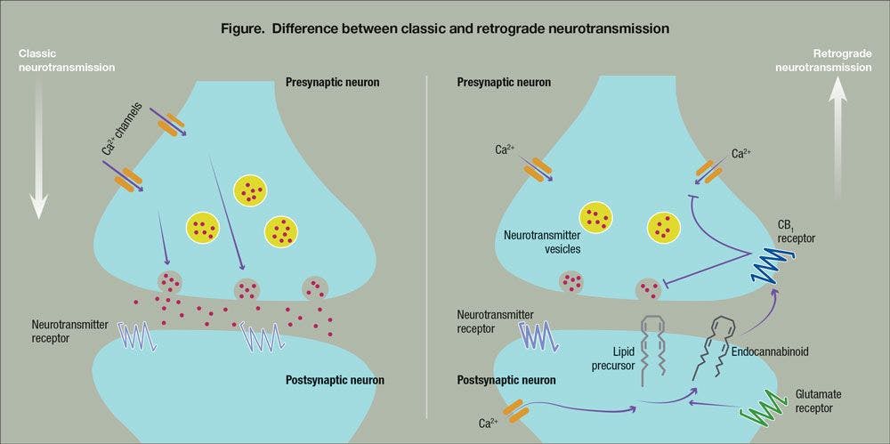 Difference between classic and retrograde neurotransmission