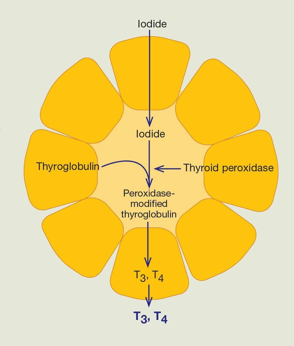 Tissue structure of the thyroid gland and hormone synthesis