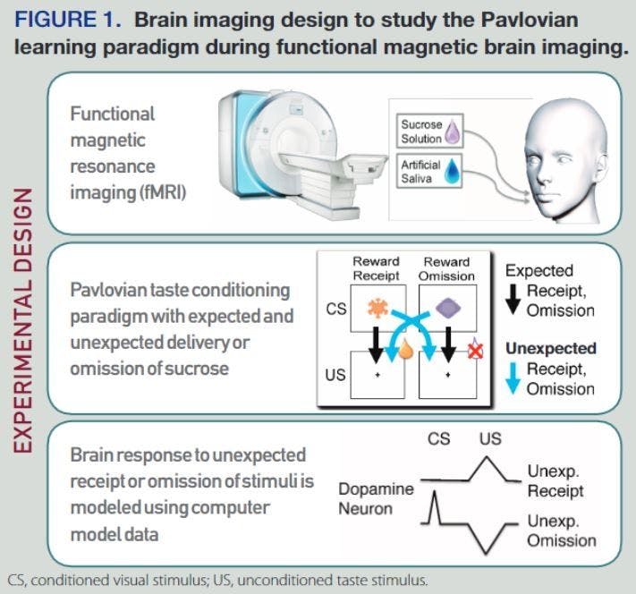 Brain imaging design to study the Pavlovian learning paradigm during functional magnetic brain imaging.