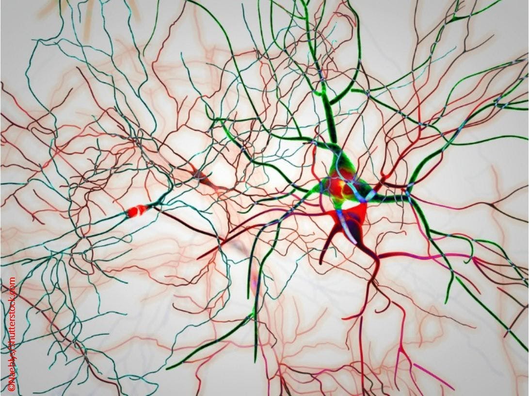 The Bigger Picture: Across Neuronal Systems