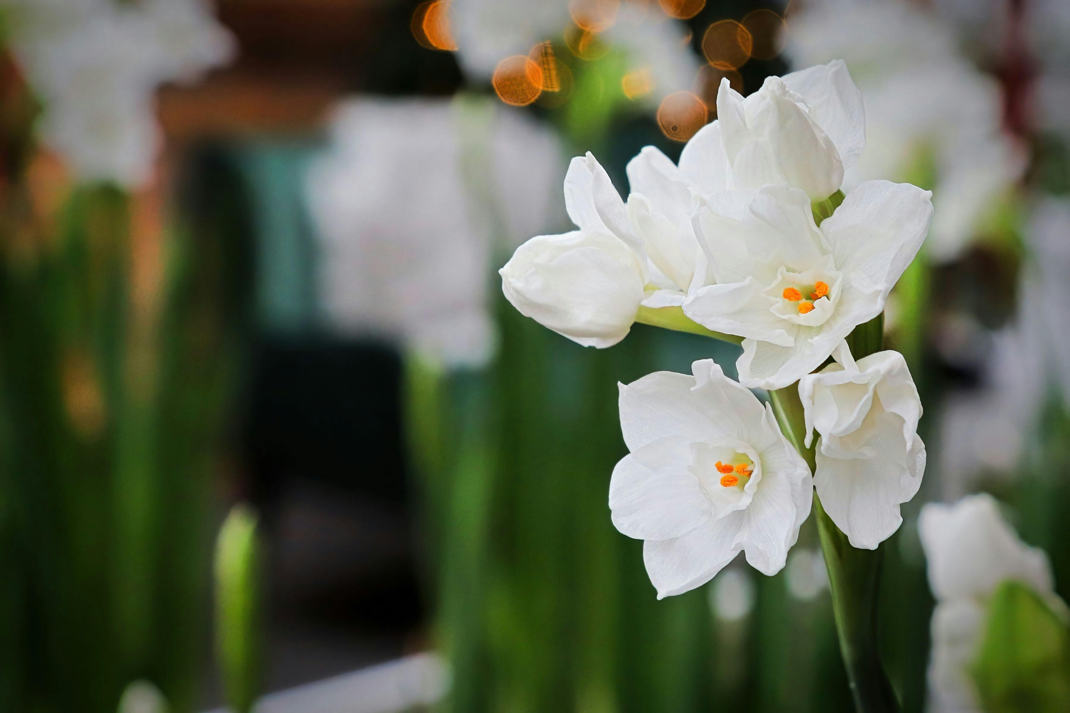 Paper-White Narcissus