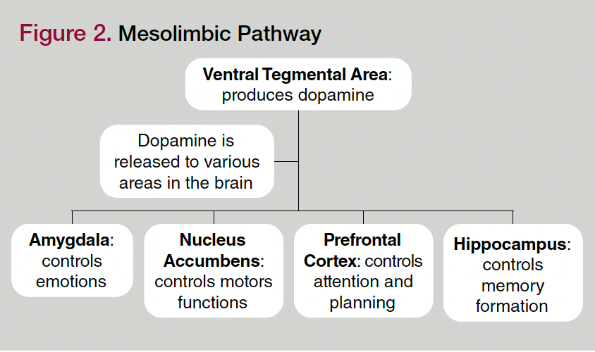 Figure 2. Mesolimbic Pathway
