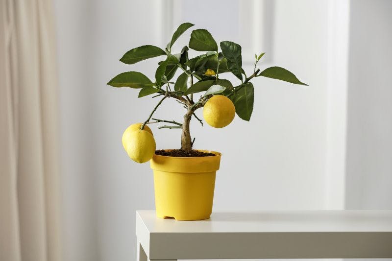 The Weary Yet Mighty Lemon Tree
