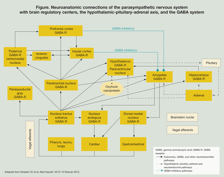 Neuroanatomic connections of the parasympathetic nervous system