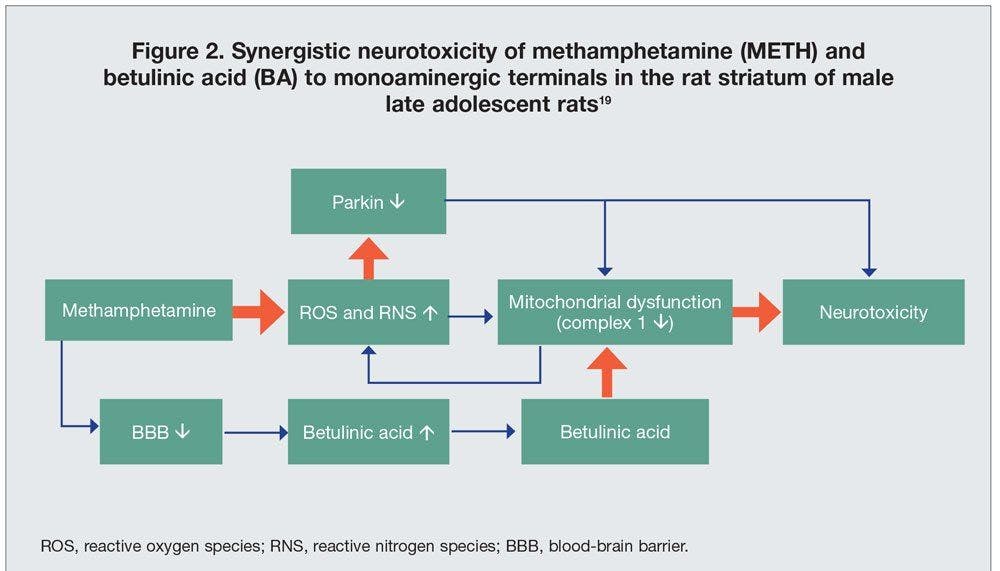 Synergistic neurotoxicity of methamphetamine (METH) and betulinic acid (BA) 