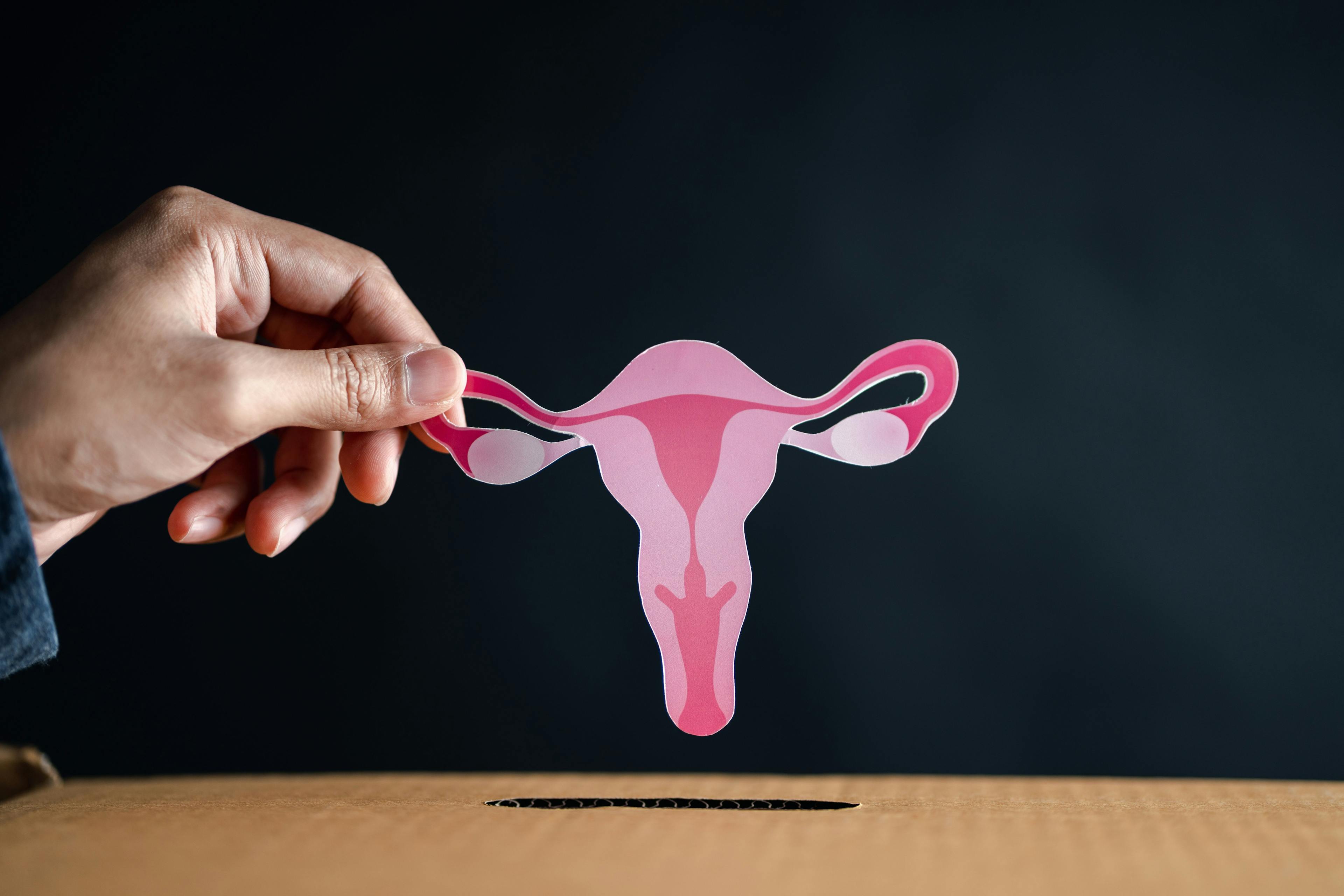 uterus, menstruation 
