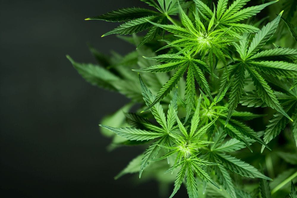 The proposed change acknowledges the medical applications of marijuana.